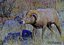 Ovis Canadensis